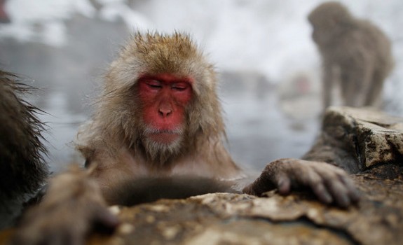 monkey