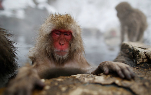 Blood Composition of Monkeys Altered Near Fukushima Site