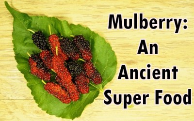 mulberries