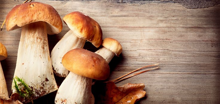 boletus mushrooms