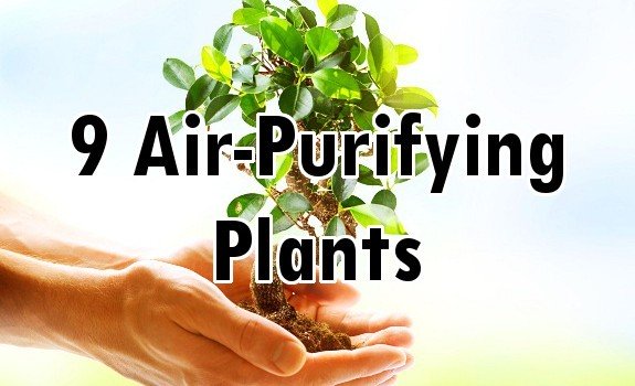 plants