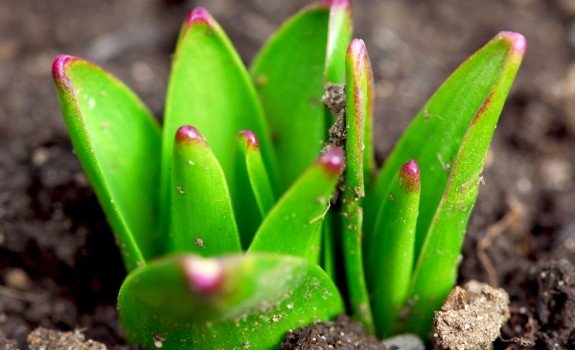 sprouting