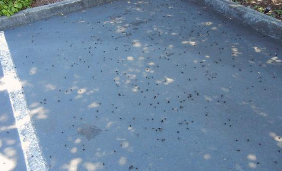 oregon-bee-deaths