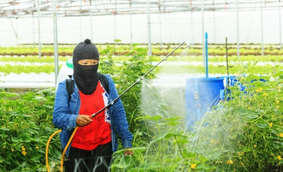 pesticides