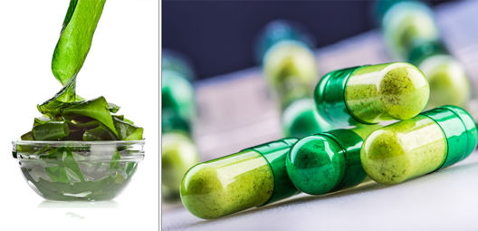 Exciting: New ‘Seaweed-Based’ Alzheimer’s Drug Shows Extreme Promise