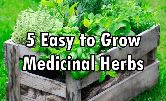 herbs
