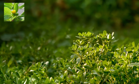 purslane