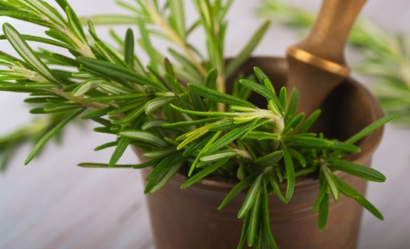 growing rosemary