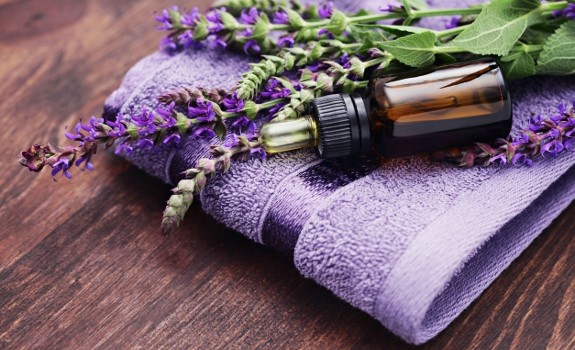sage herb