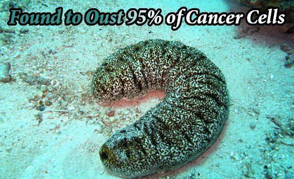 sea cucumber