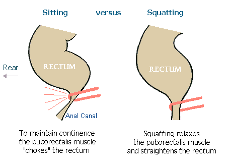 sitting-vs-squatting