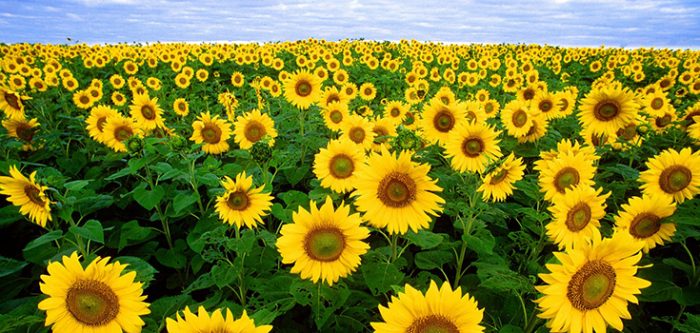 sunflowers