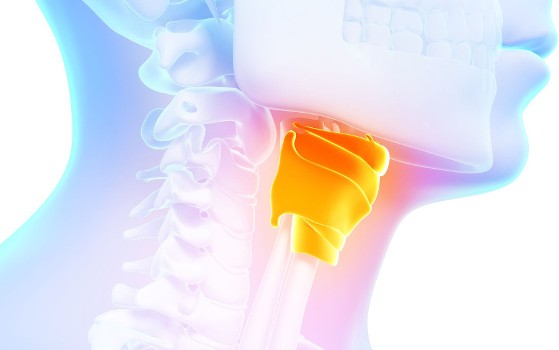 thyroid