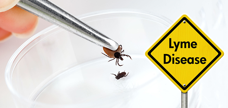 Lyme disease tick