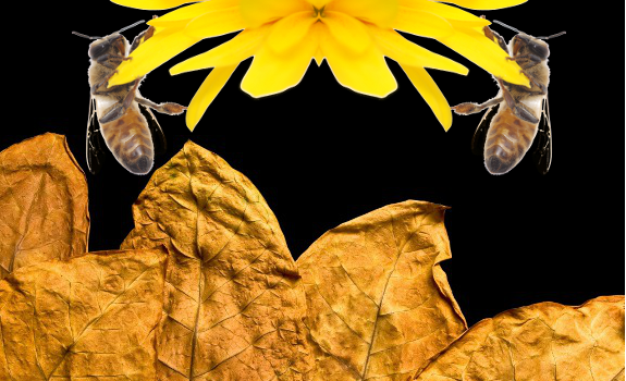 honeybee tobacco