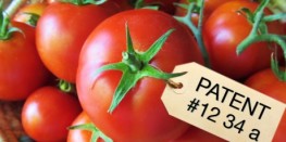 patented tomato