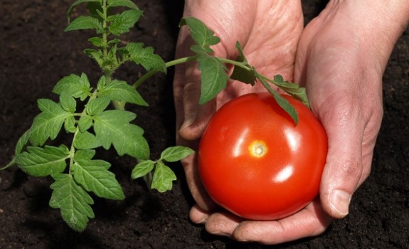 tomatoes