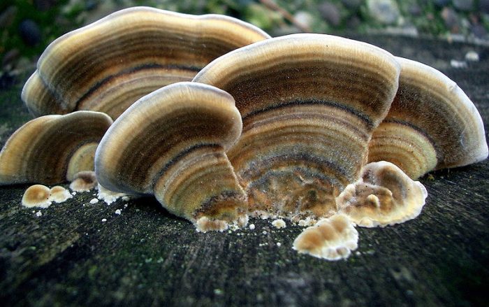 turkey tail mushroom