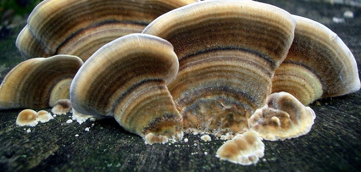turkey tail mushroom