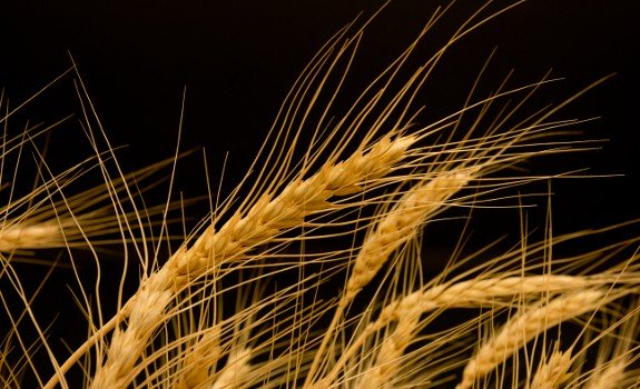 usda-gm-wheat