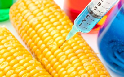 usda-gmo-monsanto