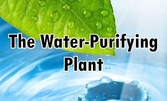 moringa water