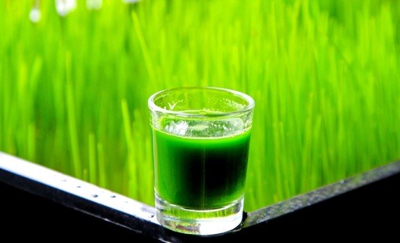 wheatgrass